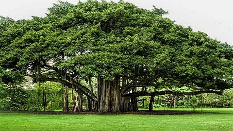 How understanding genes can help scientists adapt trees to climate change