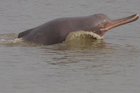 Photo : Wikimedia Commons, Ganges river dolphin 