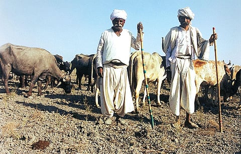 Indigenous cattle varieties have several advantages over exotic breeds that should be promoted (Photograph: Sopan Joshi)