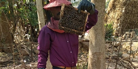 A beekeeper in Similipal Biosphere Reserve, Odisha. Photo: Hrusikesh Mohanty