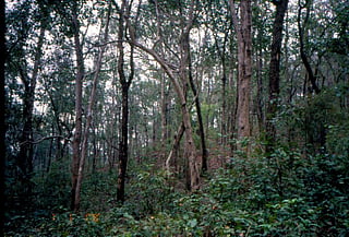 Biennial Forest Survey Report: What does State of India’s Forest 2021 tell us  