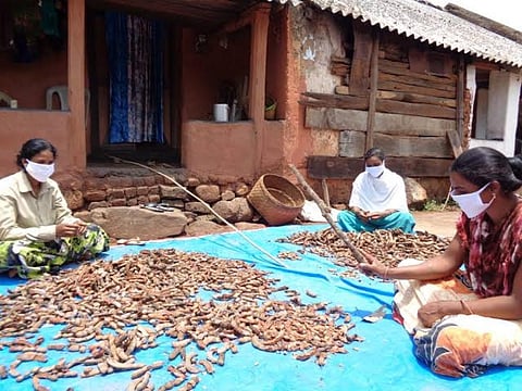 Too much of tamarind leaves Odisha’s tribals in a lurch 