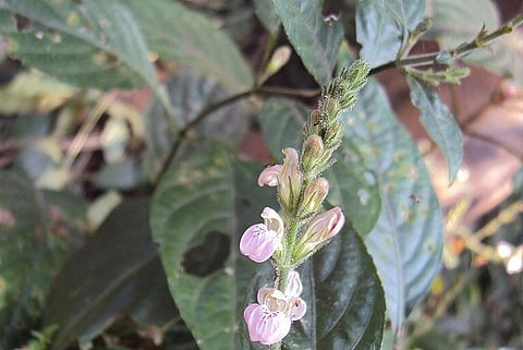 Photo : Vinayaraj, Justicia wynaadensis 
