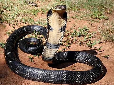 Odisha saw spike in king cobra sightings in human habitations since October 2019 