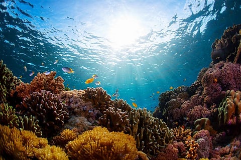 What happened when the oceans went quiet during the pandemic? Scientists set to find out