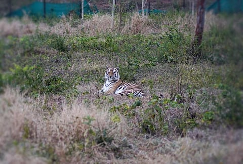 Tigress Sundari inside the enclosure in Satkosia Tiger Reserve in Odisha’s Angul district. Photo: Ashis Senapati 