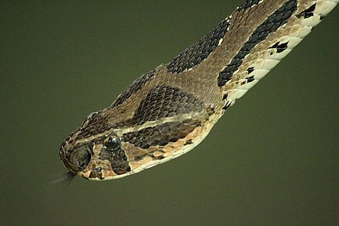 Photo : Wikimedia Commons, Russell's Viper