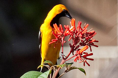 Photo : Wikimedia Commons