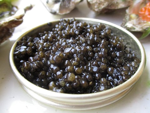 Sturgeon poaching for meat, caviar rampant in lower Danube: WWF report 