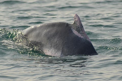 Odisha forest dept claims dolphin population doubled in a year