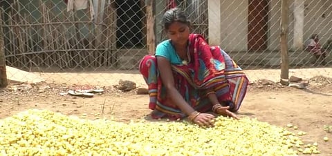 Fear of another COVID-19 lockdown spurs distress sale of mahua flowers