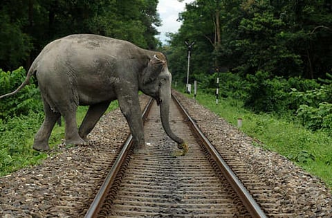 Over 500 died in human-elephant conflict in Odisha in last 5 years