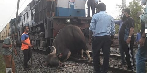 On April 11, 2021, a male Gaur died after being hit by the CSMT-Mangalore Express in Sindhudurg, in the Maharashtra section of the Western Ghats. The MoEF&CC has now cleared a similar rail project in the Ghats spread across Goa and Karnataka, imperilling its wildlife. Photo: Akshay Mandavkar
@akshay_journo / Twitter   
