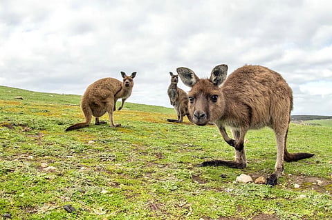 A US ban on kangaroo leather would be an animal welfare disaster — and a missed farming opportunity