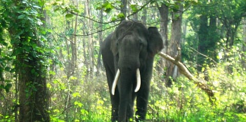 Photo: Wikipedia