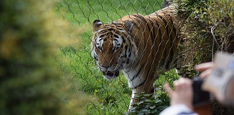 Adoptions but also abuse: The COVID-19 pandemic is the best and worst of times for animals