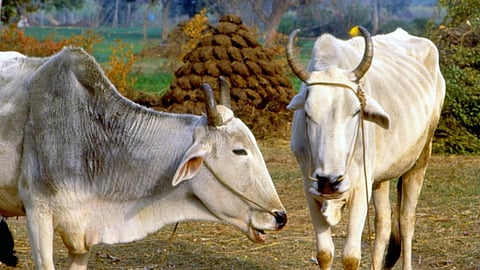 Lumpy Skin Disease is a viral illness that causes prolonged morbidity in cattle and buffaloes. Photo: Pradip Saha / CSE