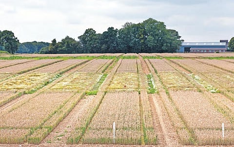 Scientists have been sowing
wheat on this field, named
Broadbalk, every year since
1843 to understand how to use
fertilisers to improve crop yield (Photographs Courtesy: Rothamsted Research Institution)