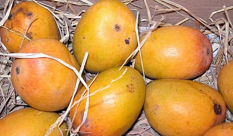 Alphonso Mangoes. Photo: G Patkar via Wikipedia