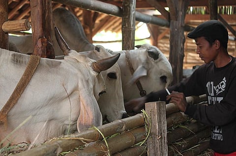 COVID-19: Dip in milk sales leave 1.5 million farmers in the lurch in Odisha