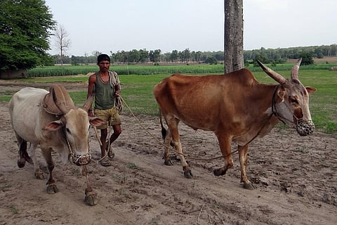 जलवायु परिवर्तन के चलते दुनिया के एक तिहाई खाद्य उत्पादन पर मंडरा रहा है संकट