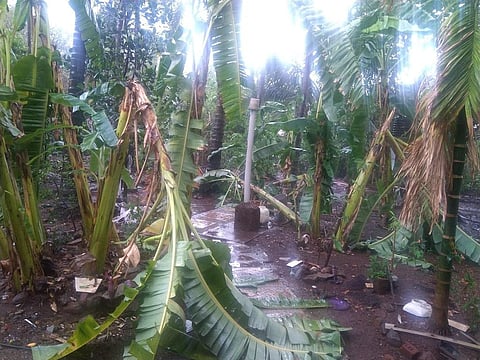 A resident of Alibag shared a photo of his storm-ravaged backyard on Twitter. Photo: @A_taciturnist / Twitter