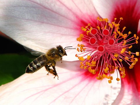 World Bee Day 2021: Why do bees fascinate us?