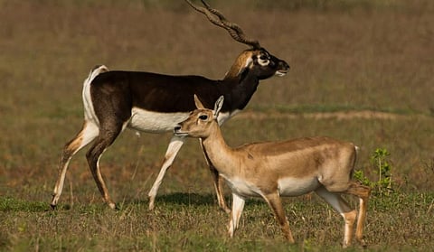 A male and female blackbuck. Photo: Hrusikesh Mohanty