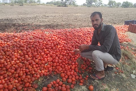 भैंरोपुर गांव के किसान हरिओम मीणा को सड़क पर ही टमाटर फेंकने पड़े। फोटो: रोकश मालवीय