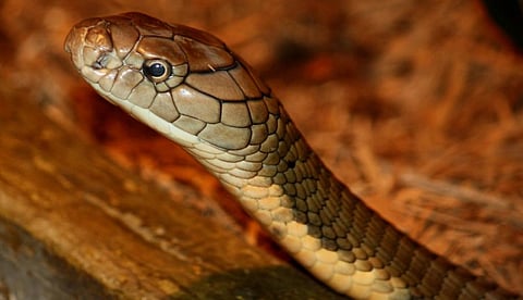Snakebite envenomation is also included among neglected tropical diseases. Photo: Ltshears via Wikimedia