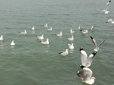 Almost 50,000 birds counted at Chilika lake on May 25
