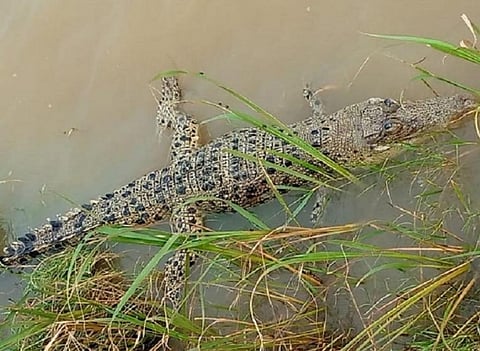 Could illegal fishing have caused death of 5-foot-long saltie in Bhitarkanika
