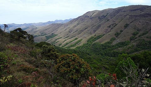 The Shola grassland ecosystem of the Nilgiris. Photo: Sanket Bhale