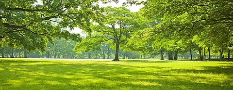 World Environment Day : How trees can purify wastewater and provide economic benefits