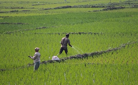 A farmer using fertiliser. Photo: Pixahive