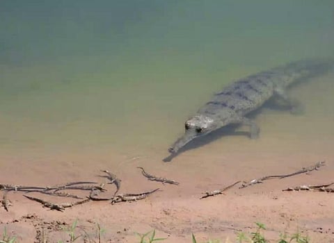 Odisha forest department announces cash reward for rescuing gharials