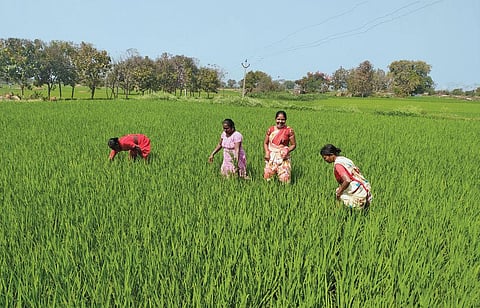 Jaya, Chouudamalla Shamala, S Balava and K Lakshmi  of Jagirpali village in Telangana’s Karimnagar district. They belong to the village’s all-women farming group set up by non-profit Bhumika Women’s Collective 