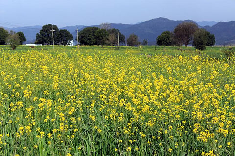 Mustard oil blending banned: How 30 years of regulation affected health, farmer profits 