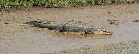Croc kills again: Sixth fatal attack in a year near Bhitarkanika 
