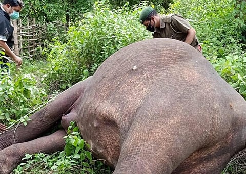 The elephant that died due to electrocution in Odisha. Photo: Ashis Senapati