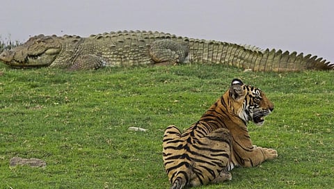 A male tiger, photographed along with a mugger crocodile at Rajbaugh, Ranthambhore. Photo: Vickey Chauhan via Wikimedia