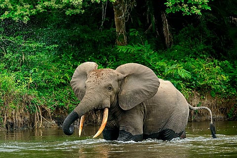 How forest elephants move depends on water, humans and also their personality