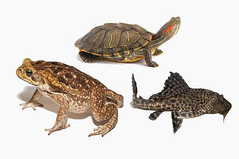 Photo : Invasive species
