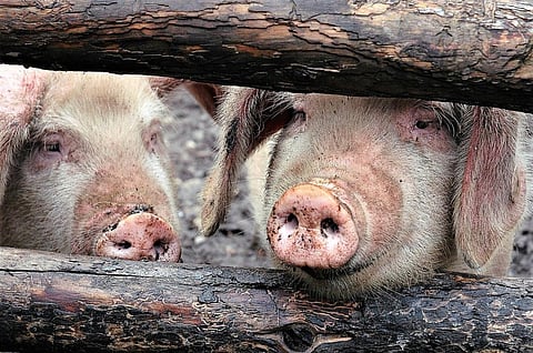Illegal pig import may be behind African swine fever outbreak in Manipur, say officials