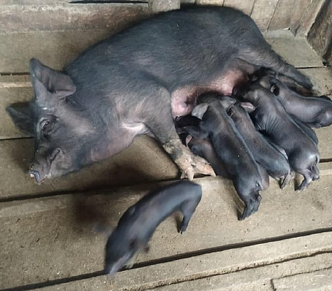 The worst of Nagaland’s African swine fever outbreak may be over, say officials 