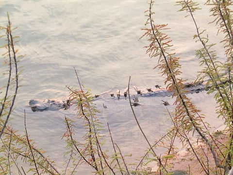 A month after sighting, Gharial hatchlings go missing from Angul