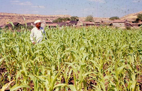 Food Systems Summit: How government is robbing billions of dollars from farmers