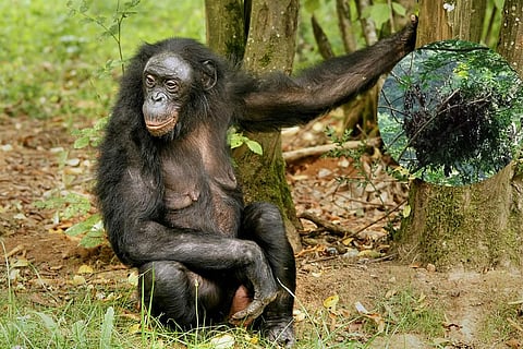 Photo : Wikimedia Commons