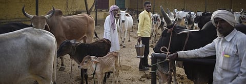 Gap between countries on animal protein consumption to widen by 2030: Report