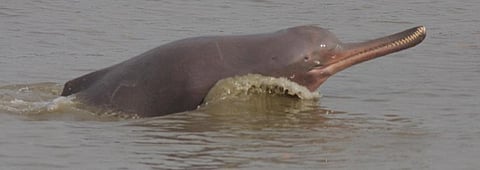 Work on India’s first dolphin research centre to start in Patna post-monsoon